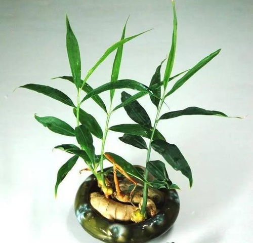 陶粒如何巧妙嵌入盆栽，打造独特景观