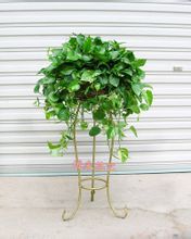 紫木林绿植花卉租摆， 我们的绿色宝库