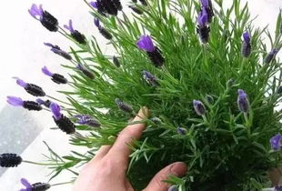 迷迭香种植需适宜土壤、光照和水分