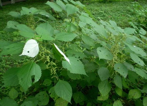 四季常绿，绿色守护者