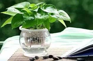 吊兰：优雅大方