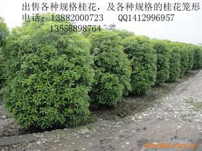 树形塑造与侧枝排列