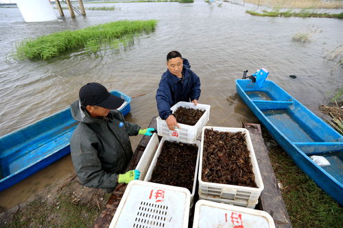 新手如何挑选水晶虾饲料，避免踩进选购陷阱？