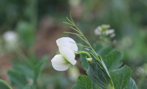化学农药又如何呢？