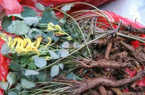 种植位置要讲究