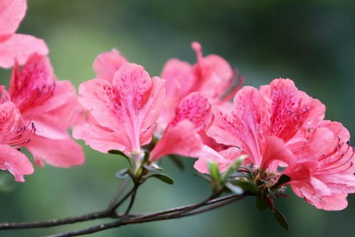 杜鹃花美图来袭，这些朋友圈爆款