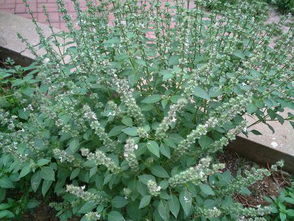 香草的类型揭秘