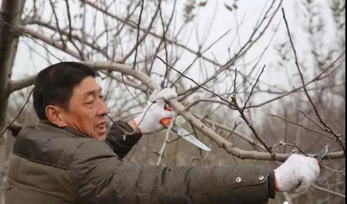 如何高效修剪桑叶梅？揭秘其独特功效！