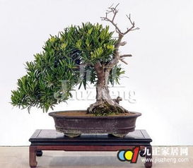 罗汉松繁殖，多种方法