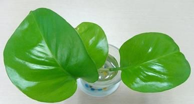 合果芋藤长得过长或歪倒，怎么办？