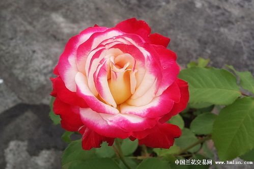 红双喜月季：喜庆的颜色，雅致的名字呢？