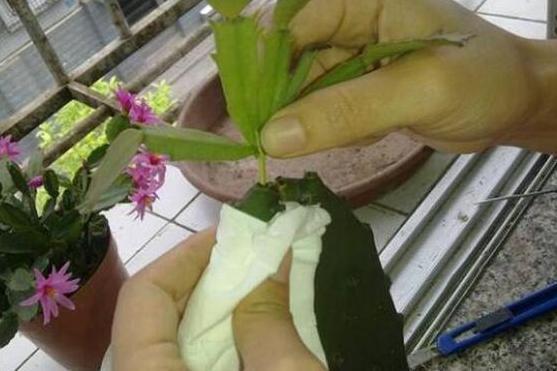 仙人掌插签蟹爪兰， 那些你不一定知道的技巧