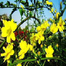 迎春花小苗的价格行情