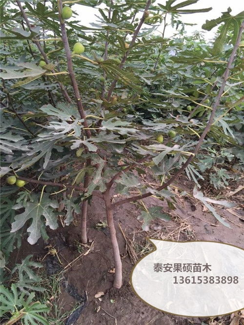 无花果种植育苗技术，探讨无花果繁殖方法与培育技巧