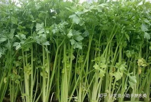 大棚蔬菜施用矿源黄腐酸钾， 提高肥效