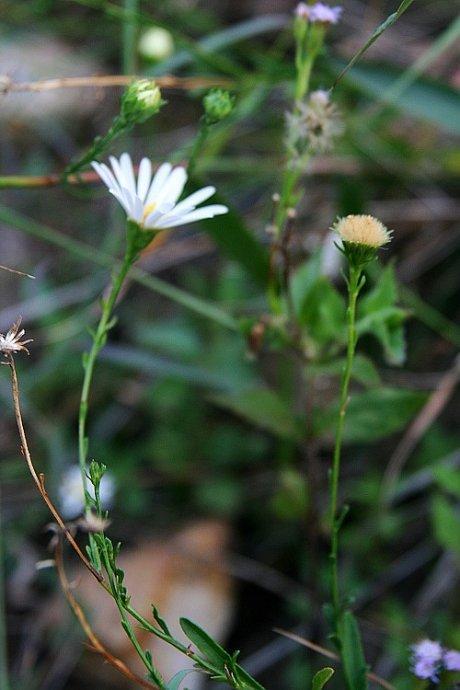 狗娃花：马兰花的远方亲戚