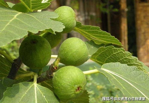 无花果芽接是提高无花果产量和品质的重要技术