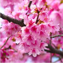 樱花树苗的故乡，你去过吗？