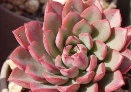 密叶莲养护攻略：多肉爆品，种植技巧全解析