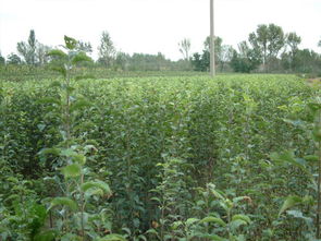 探寻广州市林业局果苗之谜