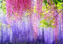 紫藤花， 亭子里的浪漫象征