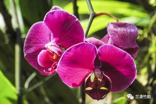 土壤问题：兰花宝贝的土壤呵护记