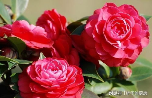 生长期，遮荫是关键