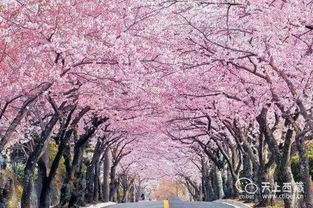 春天的脚步，踏青的心情