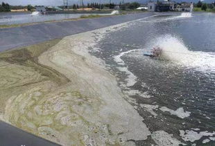 池塘边的“不烂根”战士：菖蒲