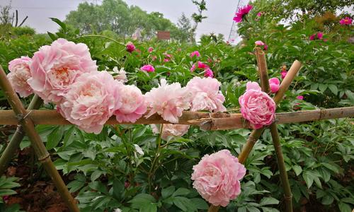 芍药养护：从选种到施肥