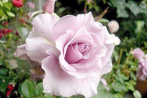 夏天来了：温度高， 施肥也要变