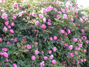 长景蔷薇花产业基地：品种齐全， 数量多