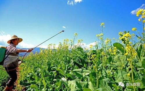 草坪虫农药， 这些你可得知道