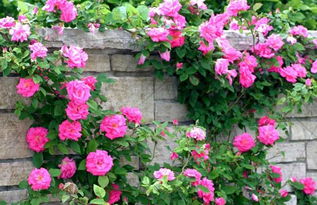 藤本月季的广泛应用与观赏价值