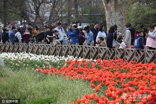 中山公园花卉展蕞佳时间揭秘