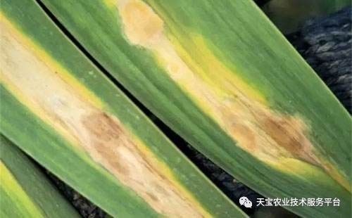 大蒜烧根后生根能力解析：大蒜烧了能治哪些病？
