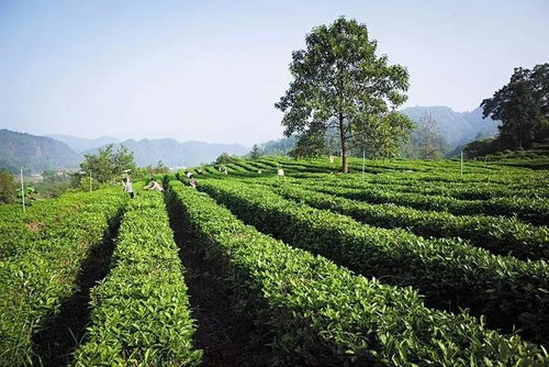 格林山野生茶油价格一览，揭秘乡里茶油市场行情