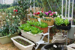 根茎类：土豆、生姜种起来