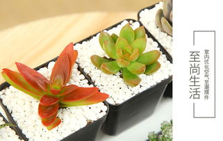 多肉套餐的新手福利