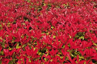 红叶石楠小苗用途广泛