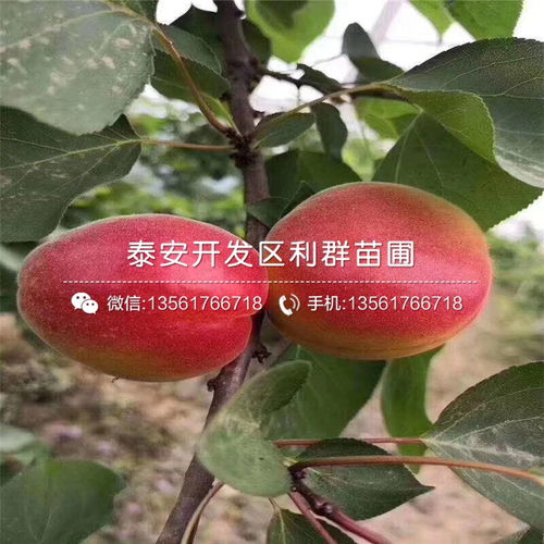 土壤选择，杏树的生存环境