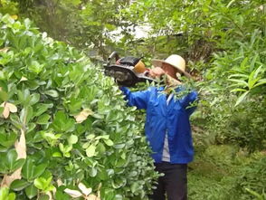 园林绿化植物苗仔：选对是关键！