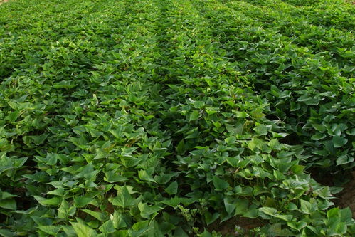 扬树下种植， 红薯藤是个不错的选择