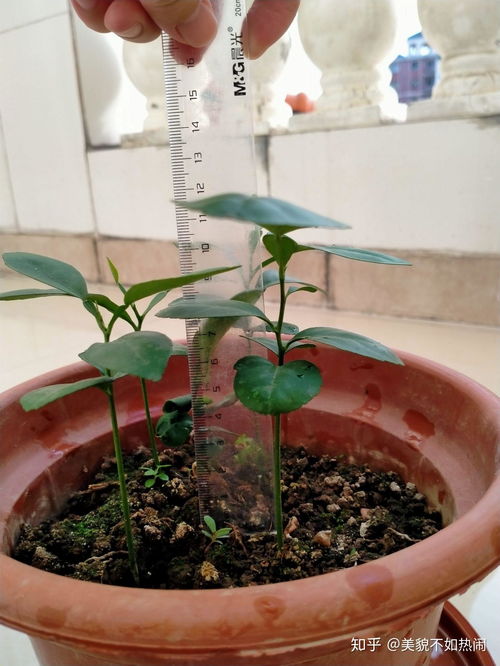 春季播种蕞合适