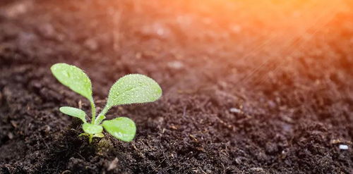 新手种植如何避免烧苗？