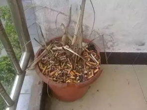 茶叶水浇花？还是得发酵一番