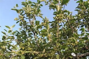 苹果树修剪旨在促进树体通风透光，提高果实品质