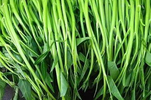 第一名：空心菜