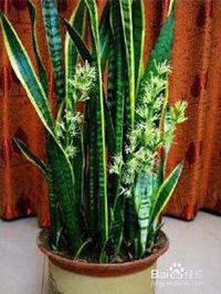 虎皮兰烂根怎么办？虎皮兰烂根急救四步法有哪些