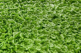 艾草种植技巧：高效播种方法，提升畜牧效益